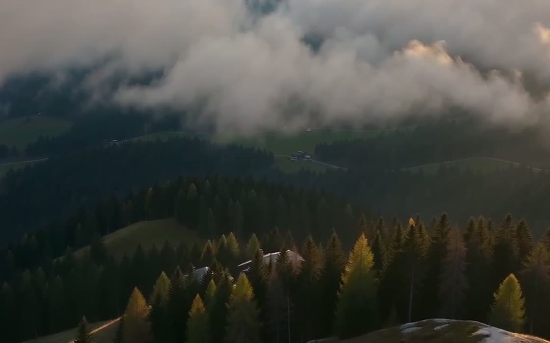 Bosque de coníferas iluminado por el sol de la tarde